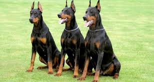 dog1