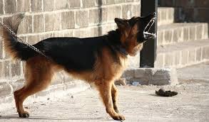 dog2 (1)